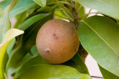Tsiko .